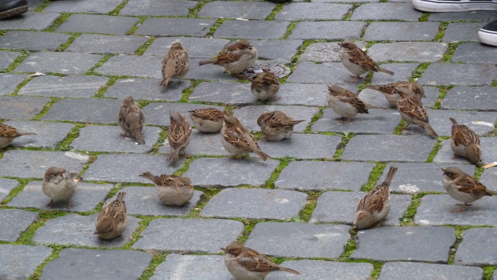 Lindau 16.10. 2011 (117)