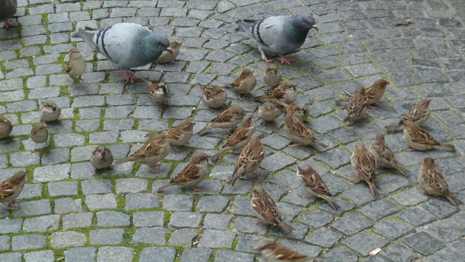 Lindau 16.10. 2011 (119)