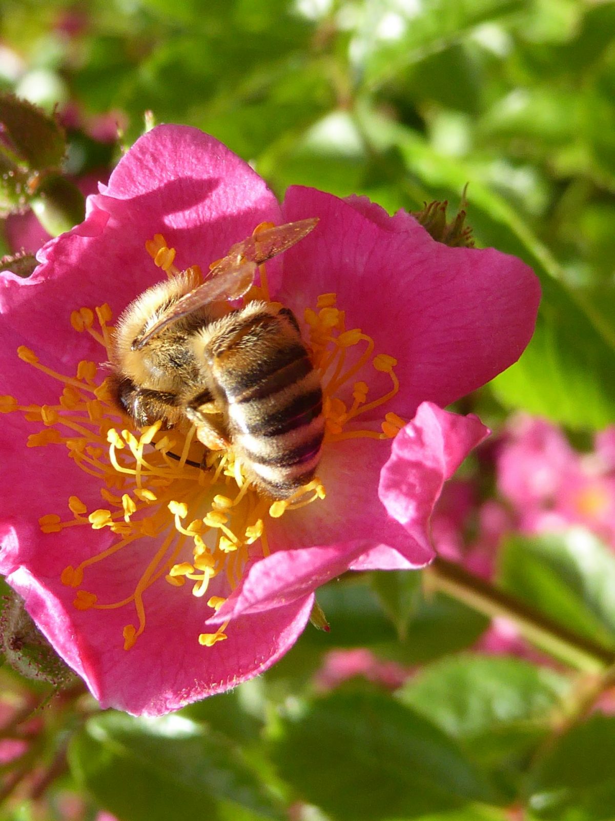 Mozartrosen (8) - Kopie 2016