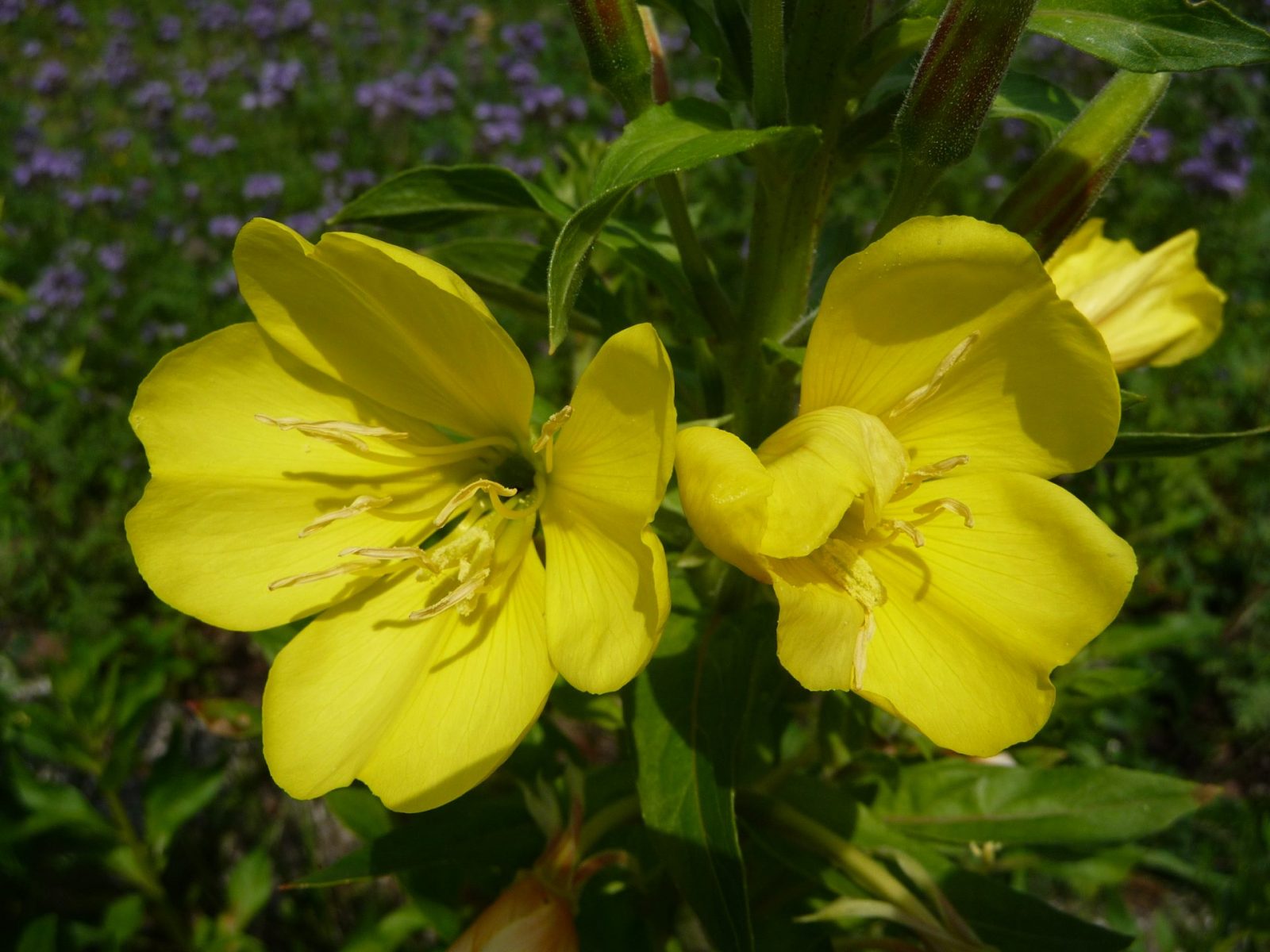 Nachtkerze 2009 06 17 (103)