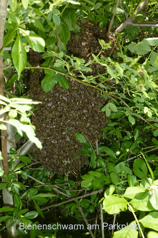 Bienenschwarm am Parkplatz.