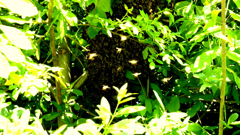 Bienenschwarm