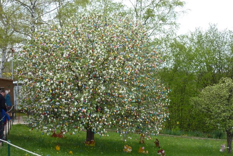 Eierbaum am 18.04.2014 mit Baumblüte.