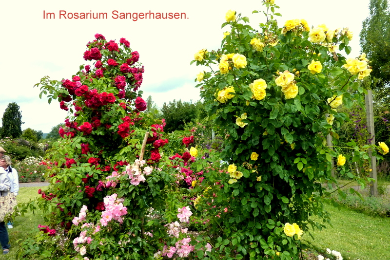 Im Rosarium Sangerhausen.