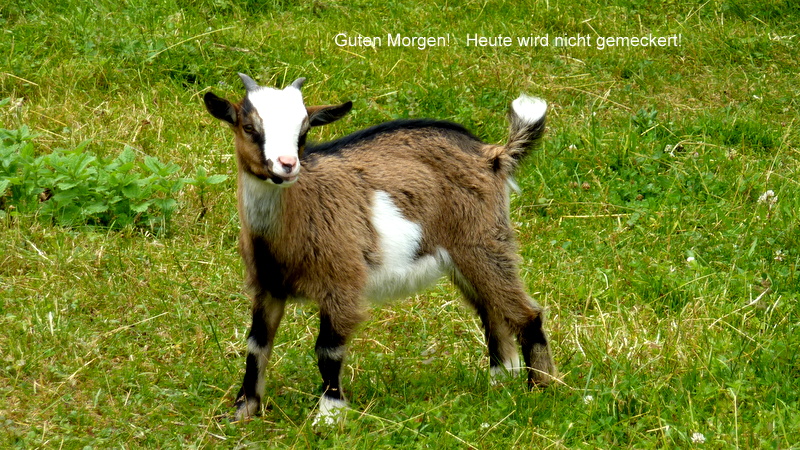 Guten Morgen!   Heute wird nicht gemeckert!