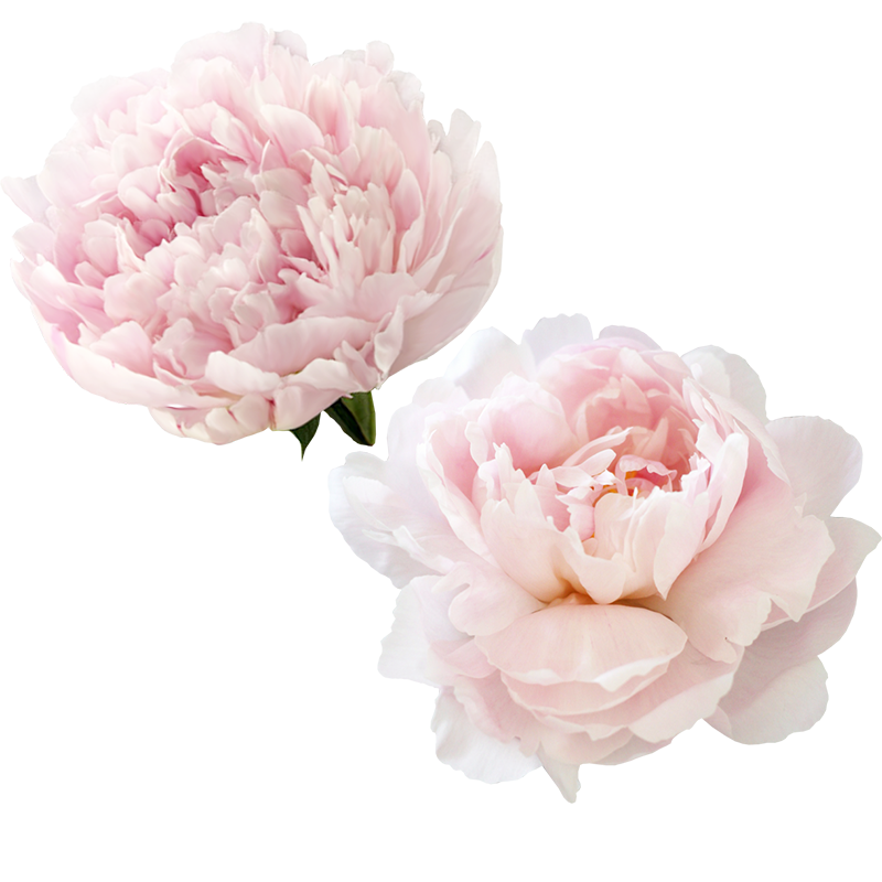 Peonies-PNG-Transparent-Image
