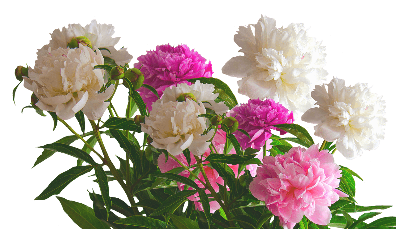 Peony-Pink-PNG-File