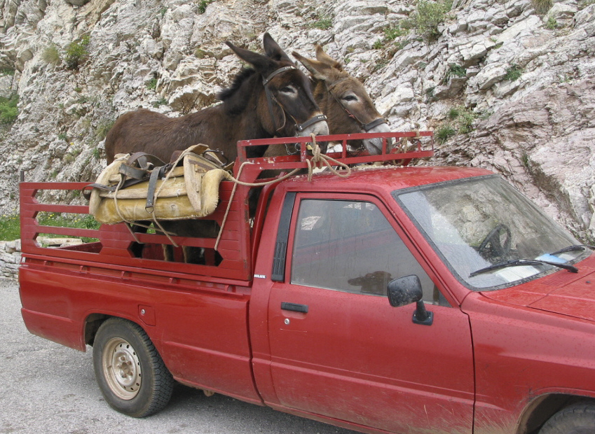 Pferde in Griechenland 2a