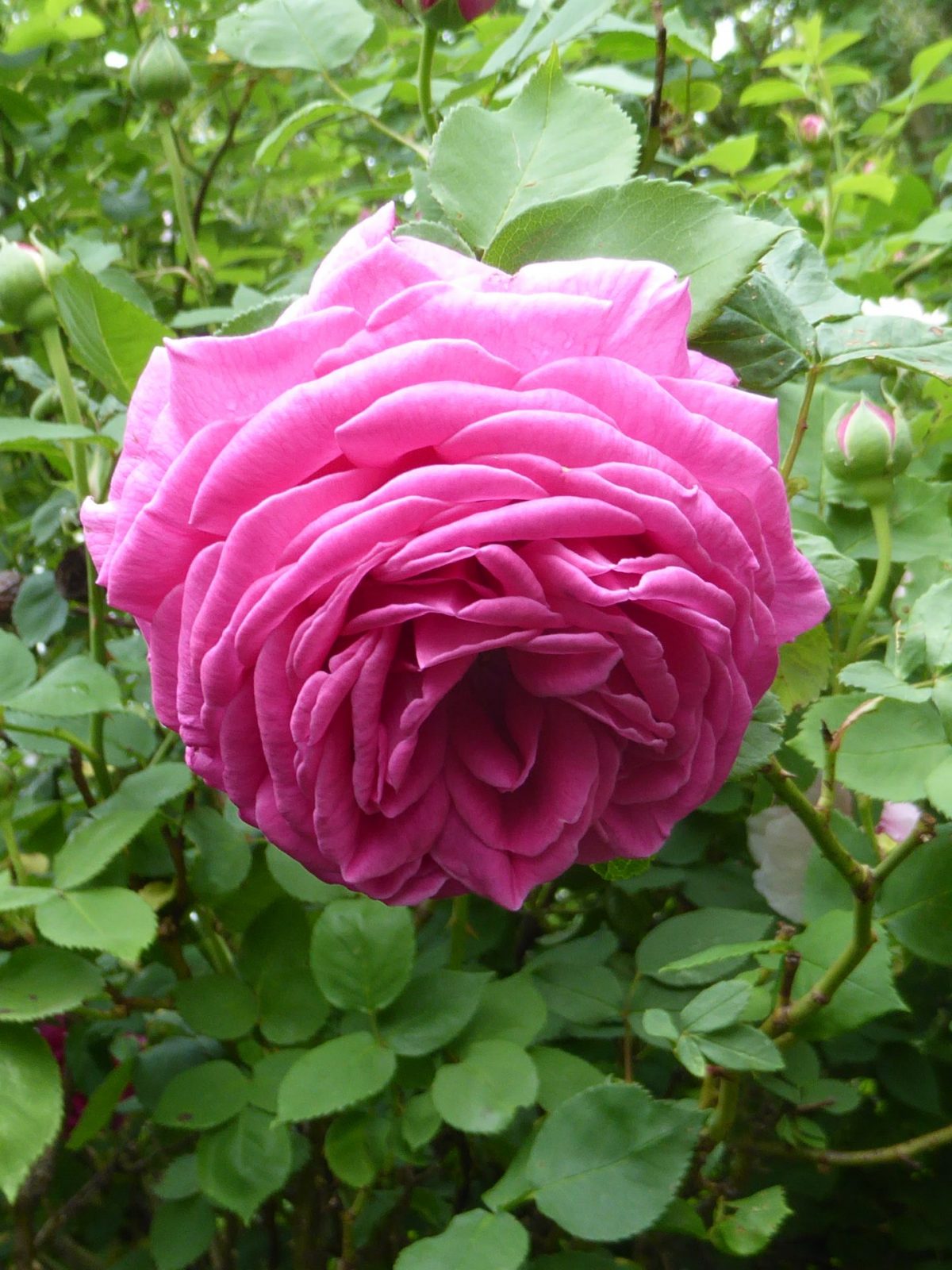 Pfingsten 20.5.2018 Weikersheim (86)