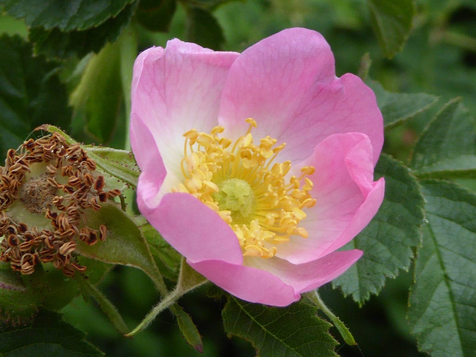 Pfingsten 20.5.2018 Weikersheim (95)