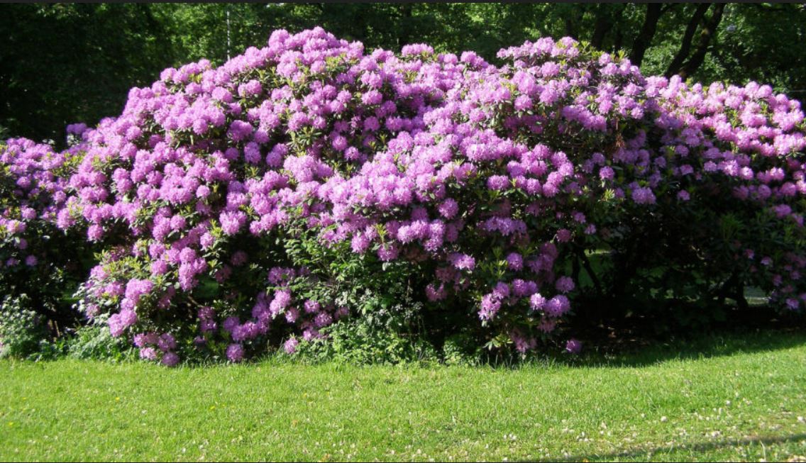 RHODODENDREN