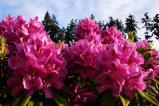 Rhododendren