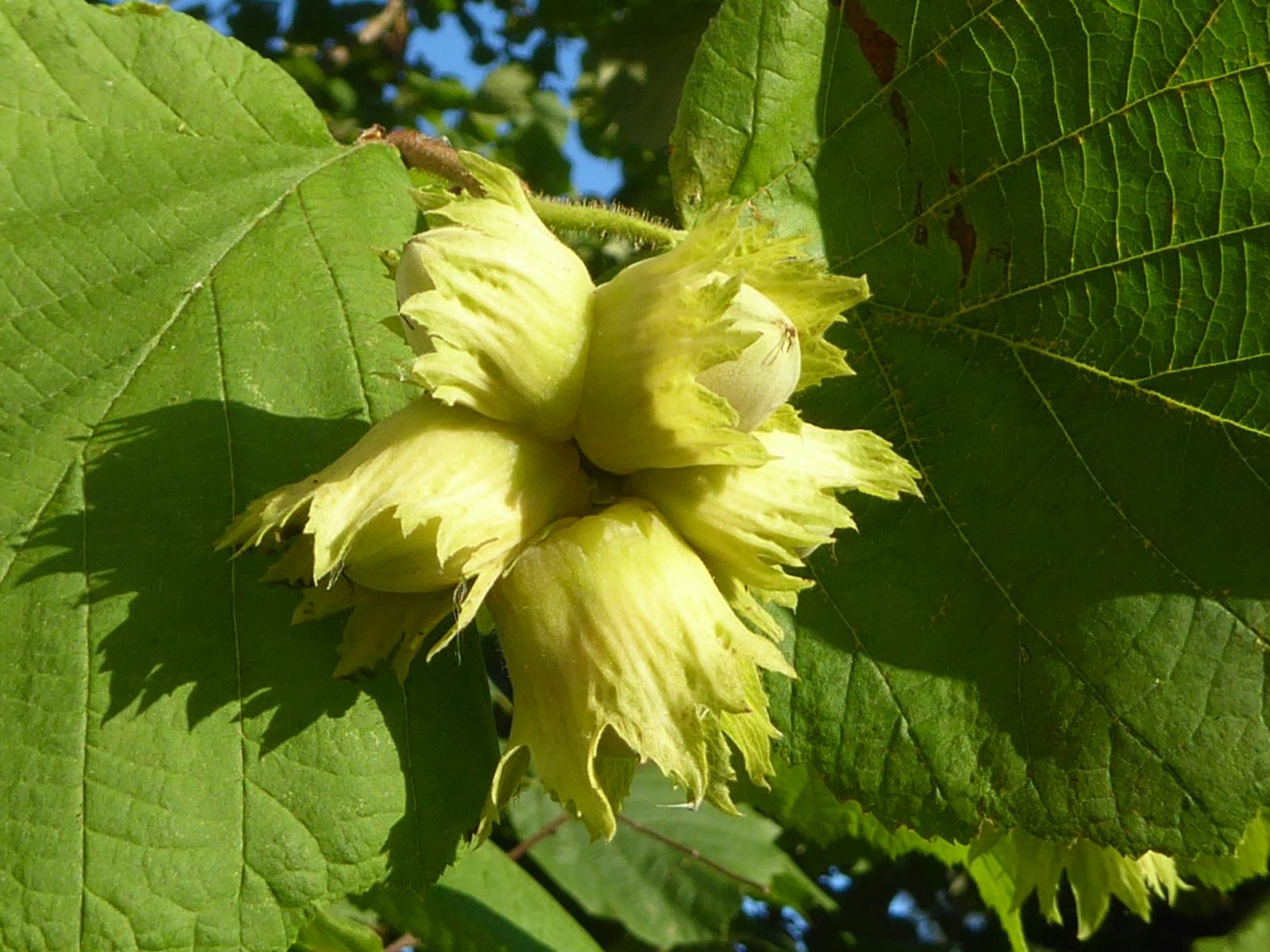 Samstag 4.9.2021 Frozan,5 Std (12) - Kopie