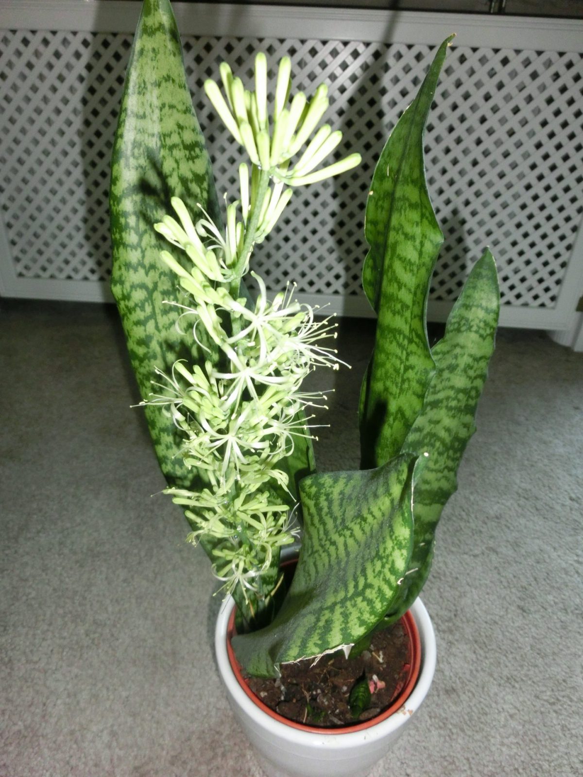 Sanseveria
