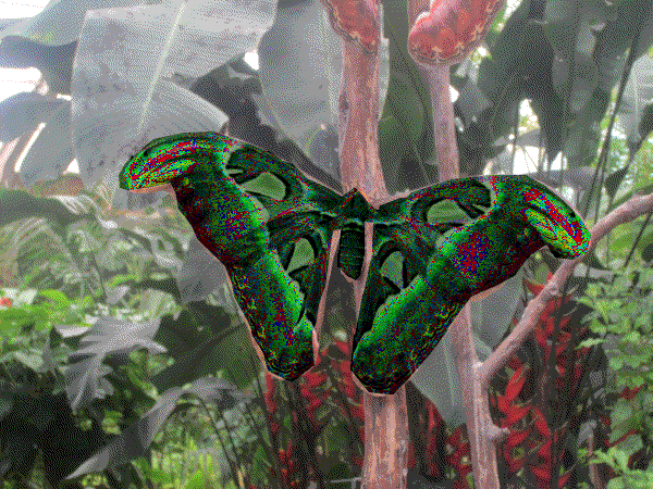 Schmetterling Farbwechsel