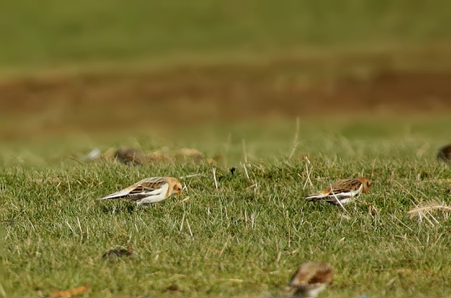 Schneeammern3640_filtered