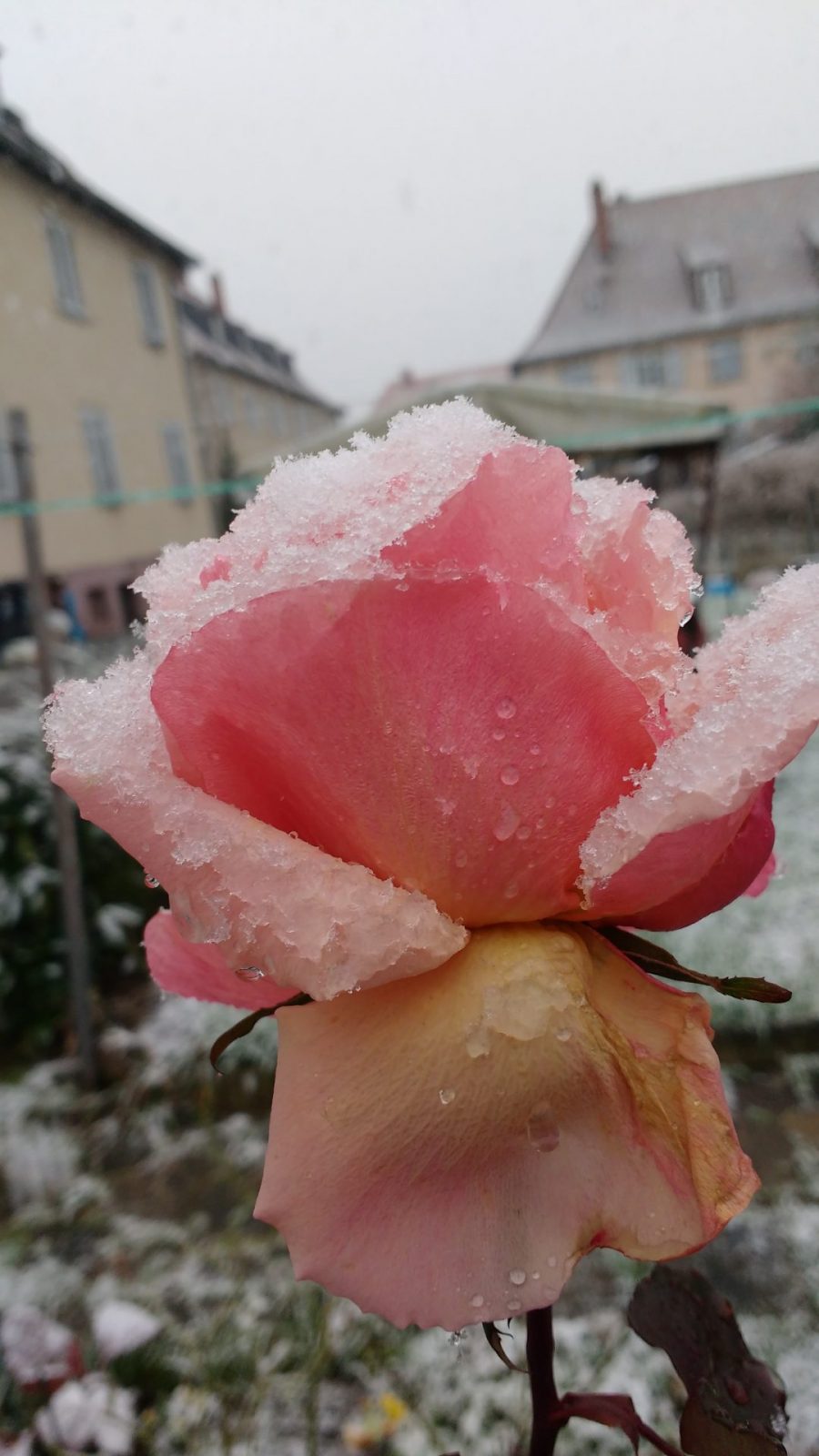 Schneerose