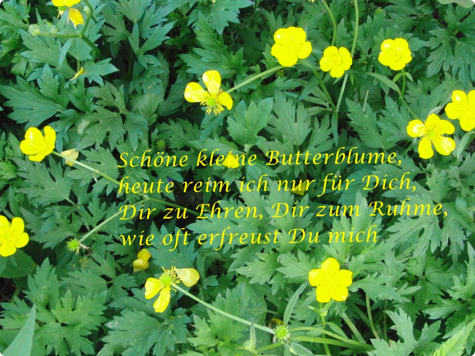 Schöne kleine Butterblume