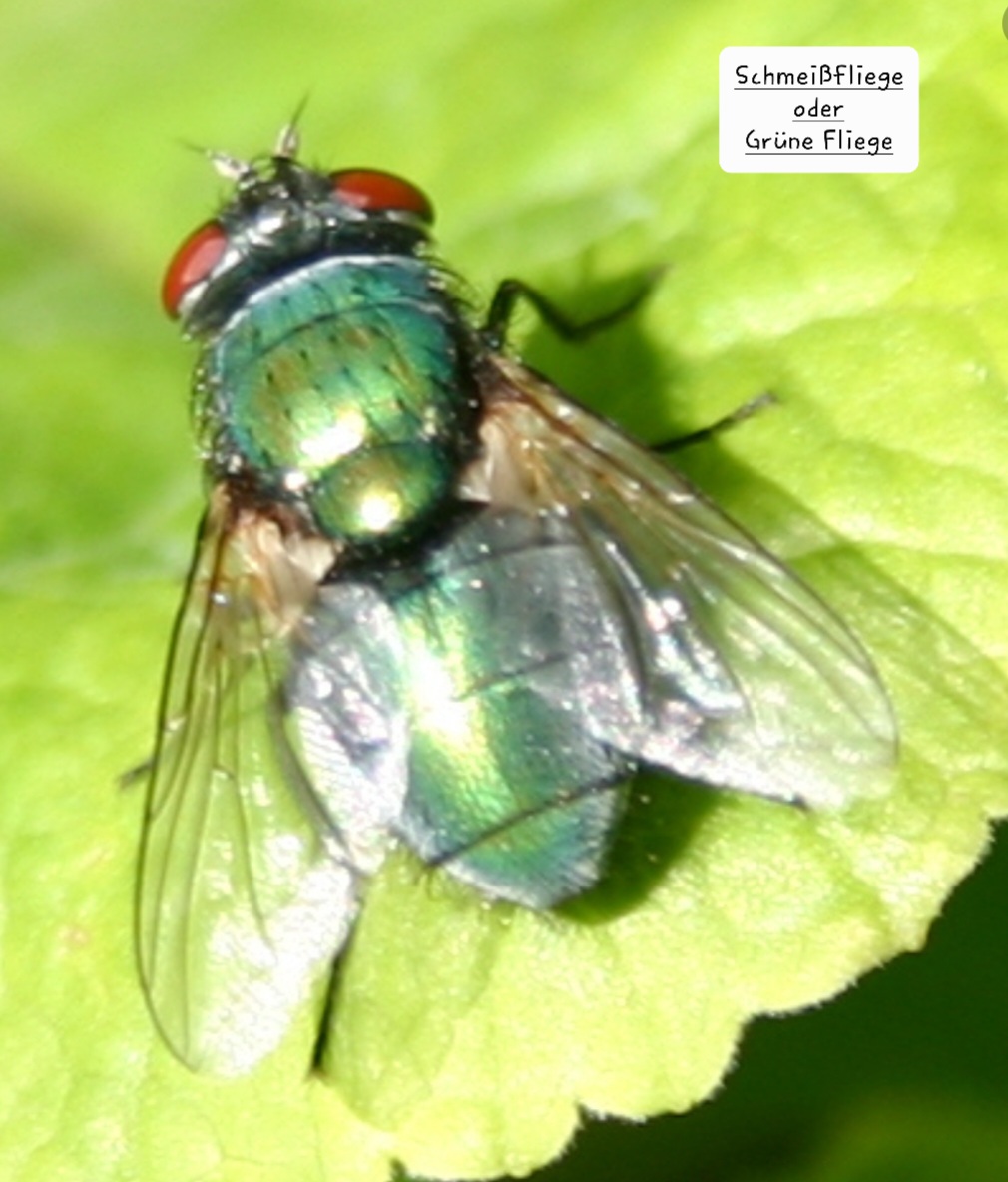 Screenshot_20220622-151908_Chrome