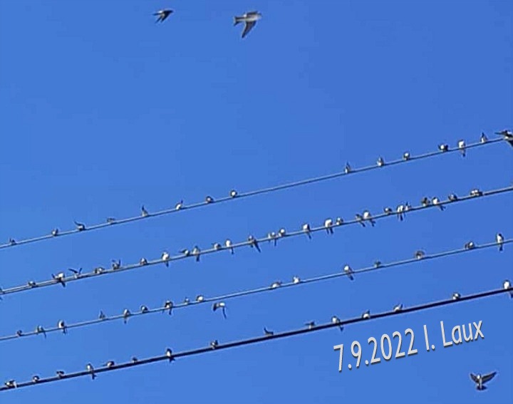 Screenshot_20220907-Laux