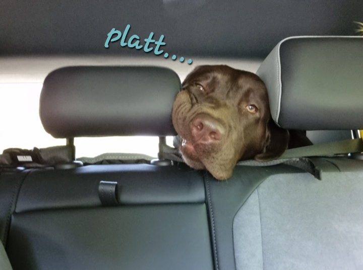 Screenshot_20230501_120248_WhatsApp