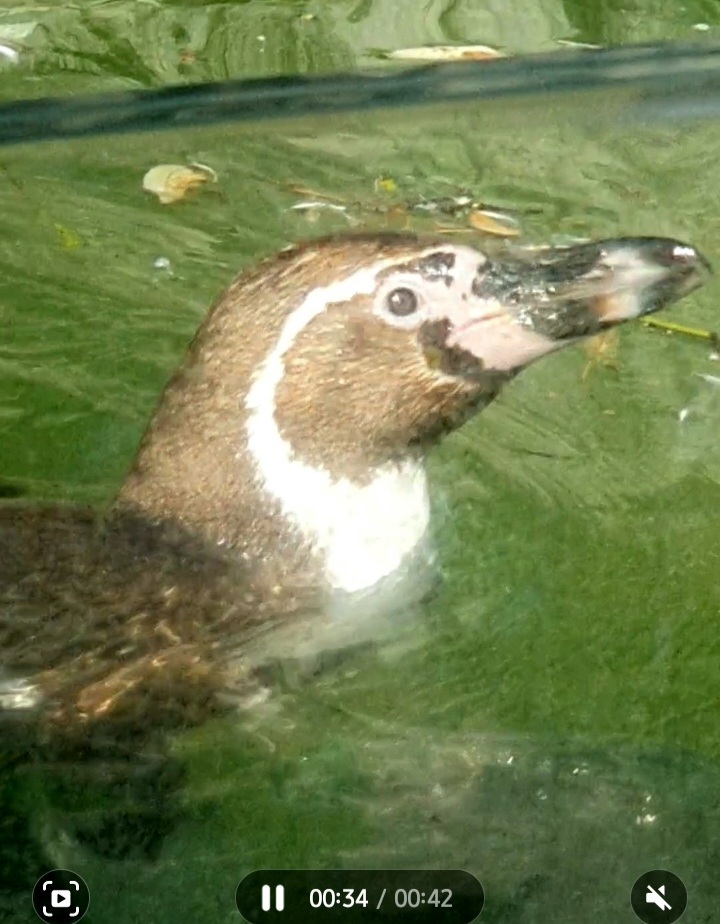 Screenshot_20230711_123852_Gallery