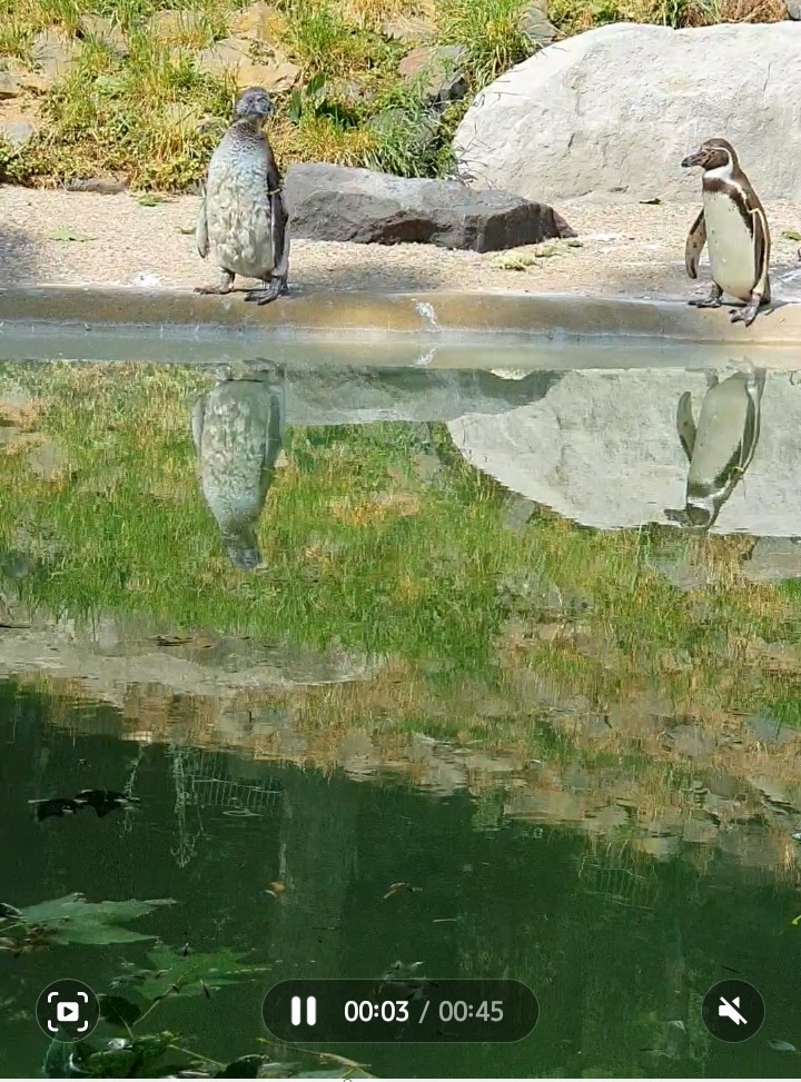 Screenshot_20230711_123908_Gallery