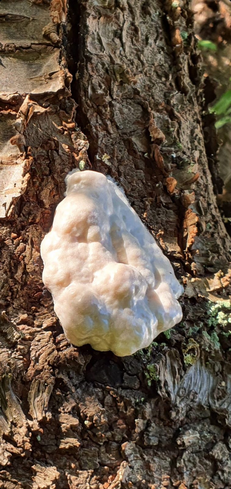 Screenshot_20230904-090551_Gallery