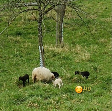 Screenshot_20240329_151609_Video Editor