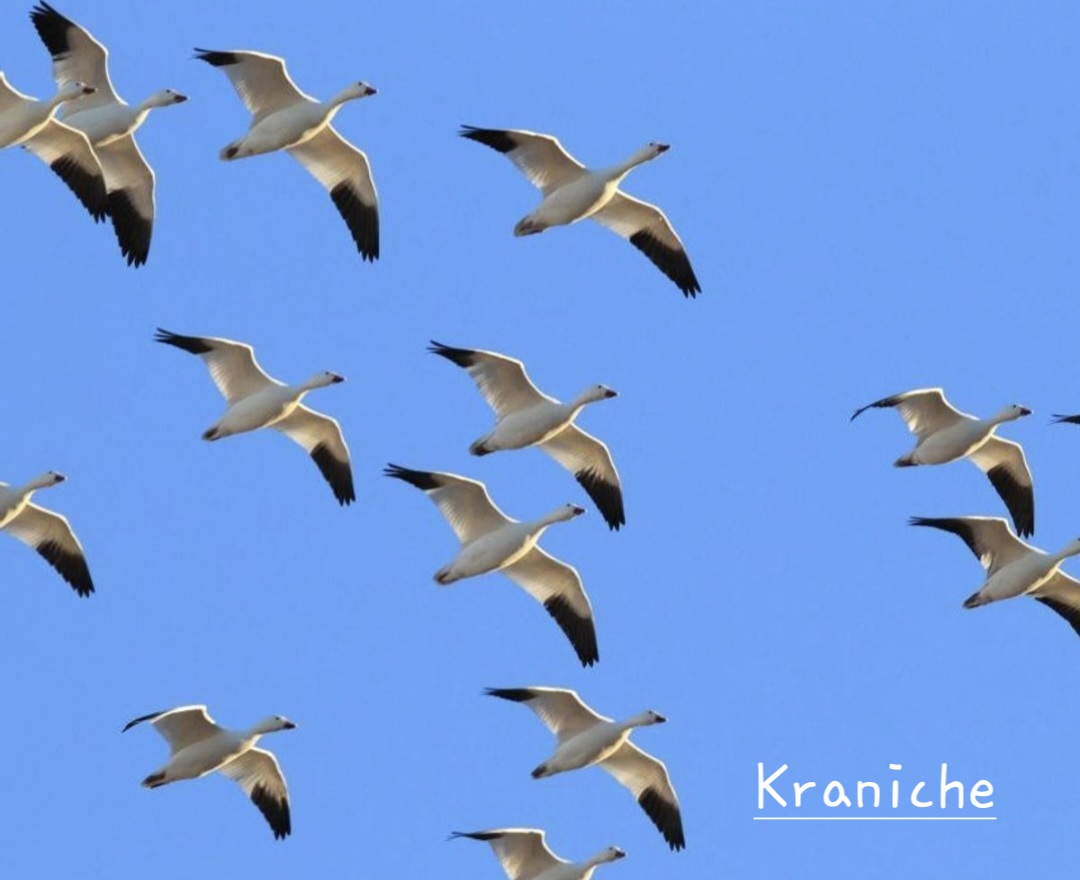 Screenshot_20241104_175822_Google