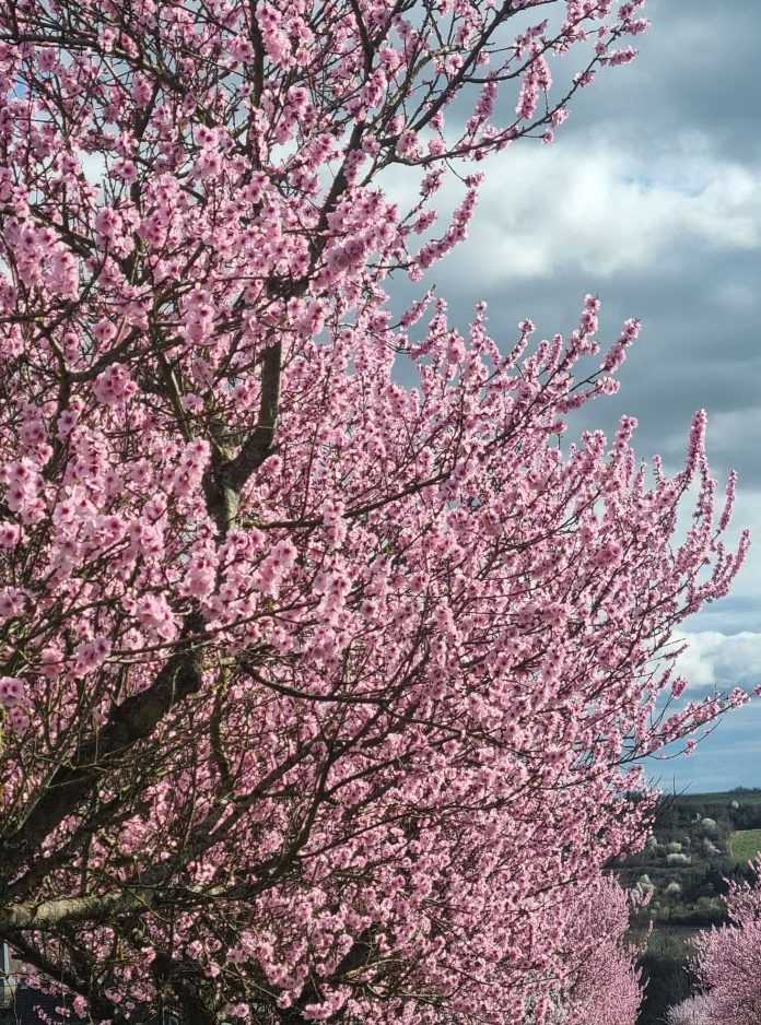 Screenshot_20250323-193414