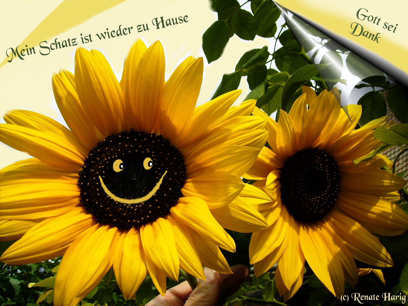 Sonnenblume mit Gesicht für Gert