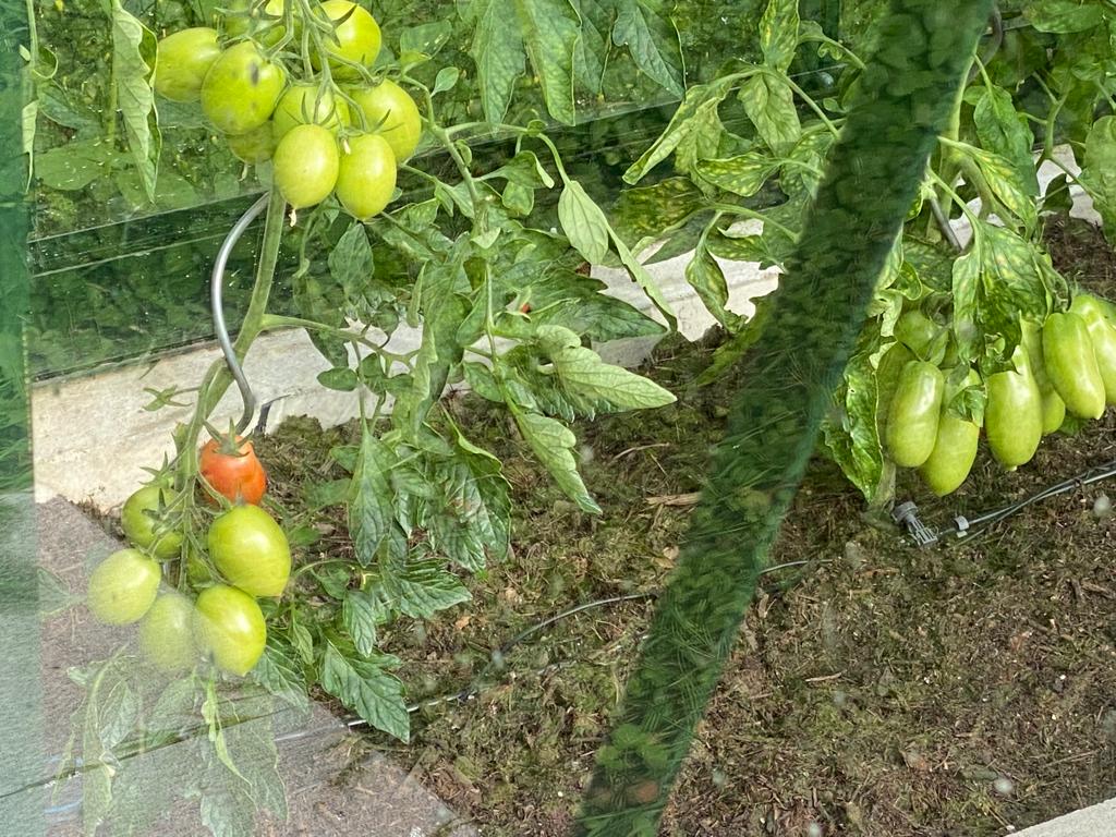 TOMATEN
