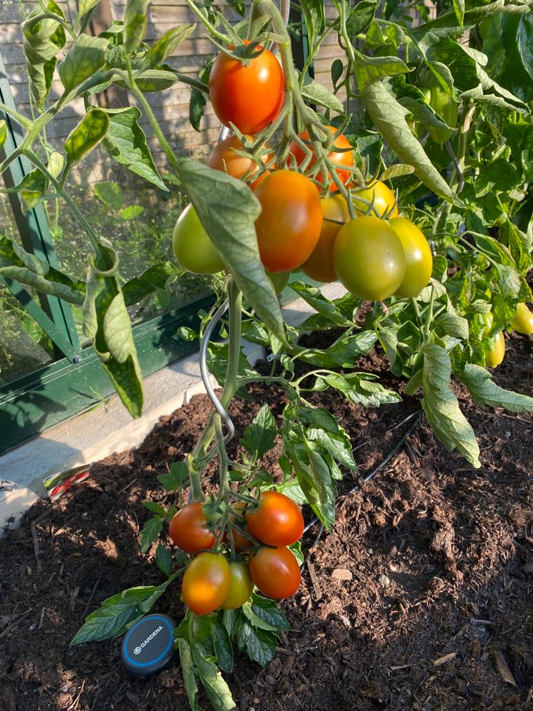 TOMATEN IV