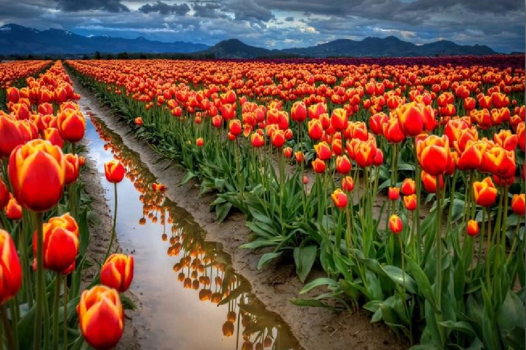 TULIP FIELD