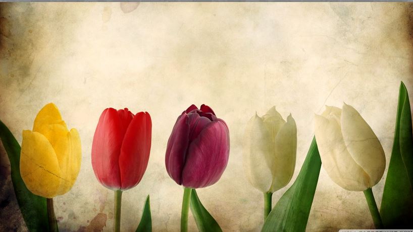 TULPEN