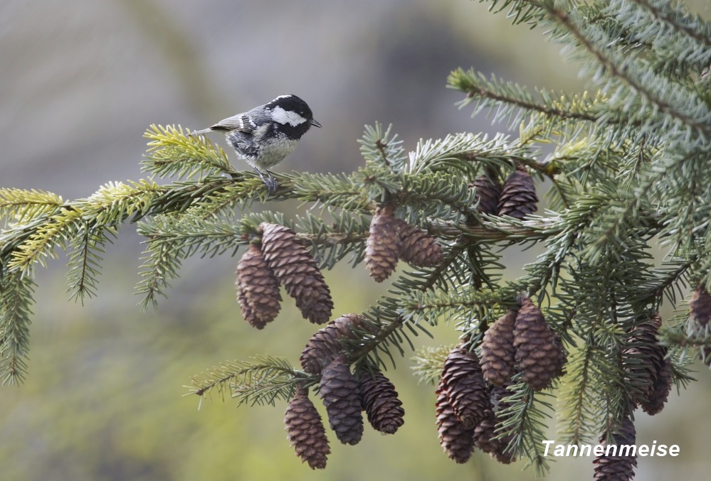 Tannenmeis