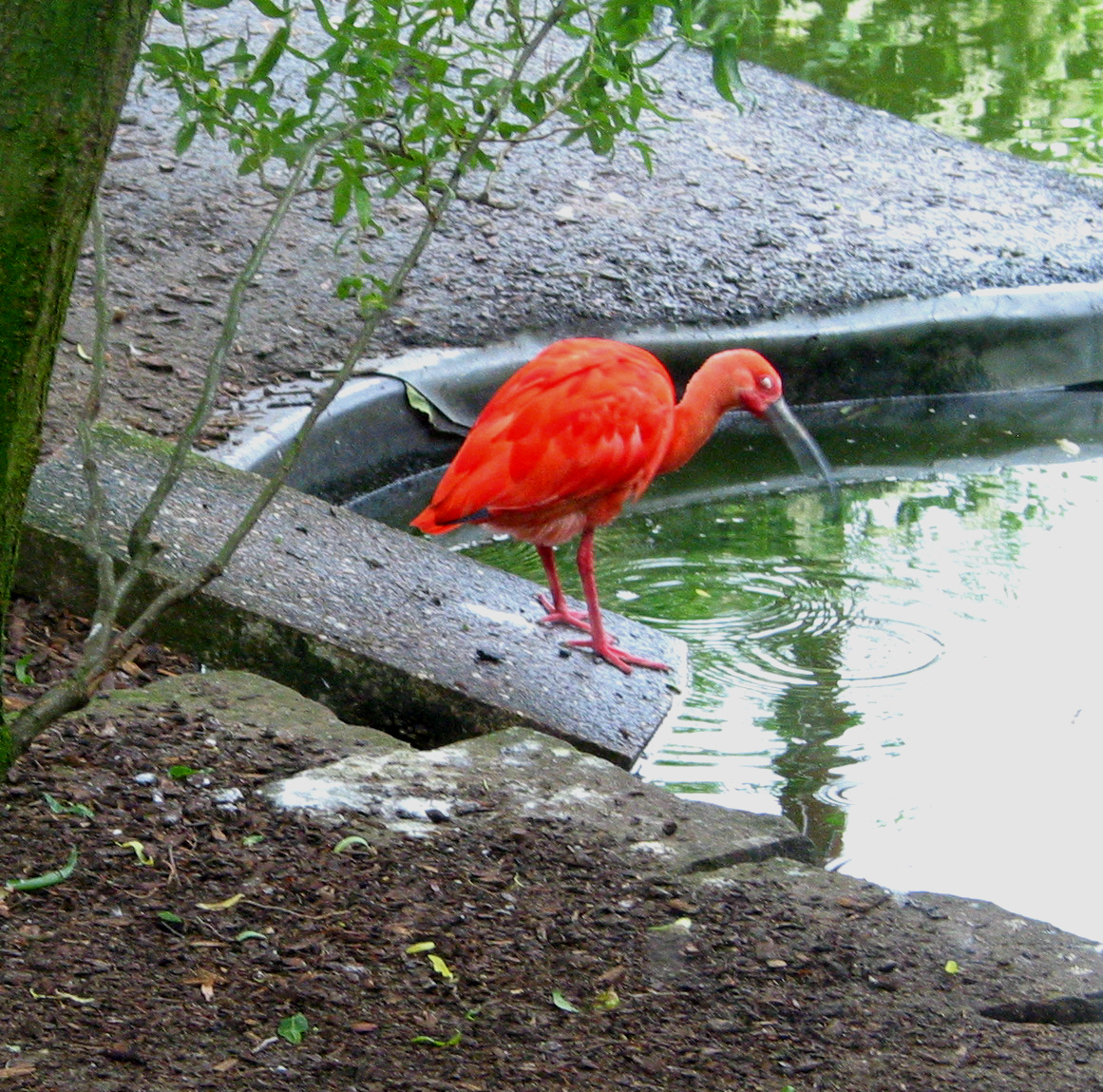 Tiergarten 5.6.05 076