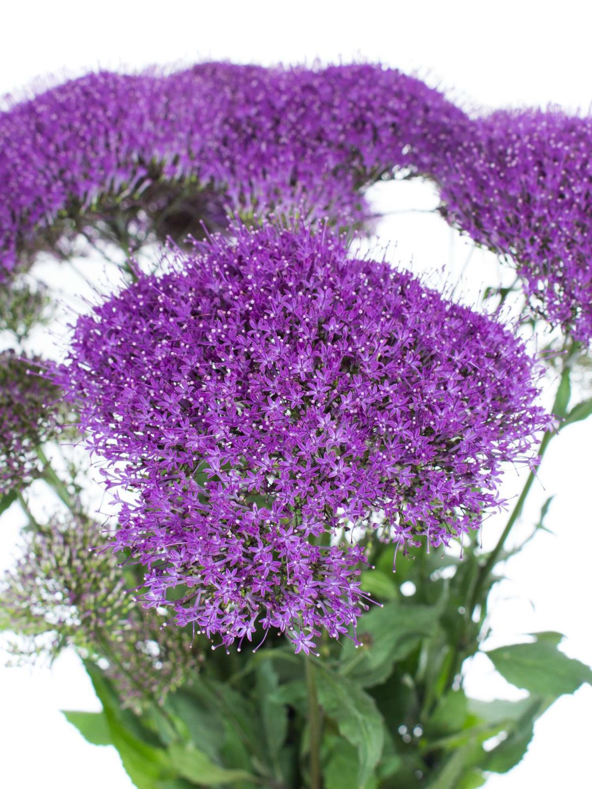 Trachelium-Purple-Lake-Michigan-violett-3