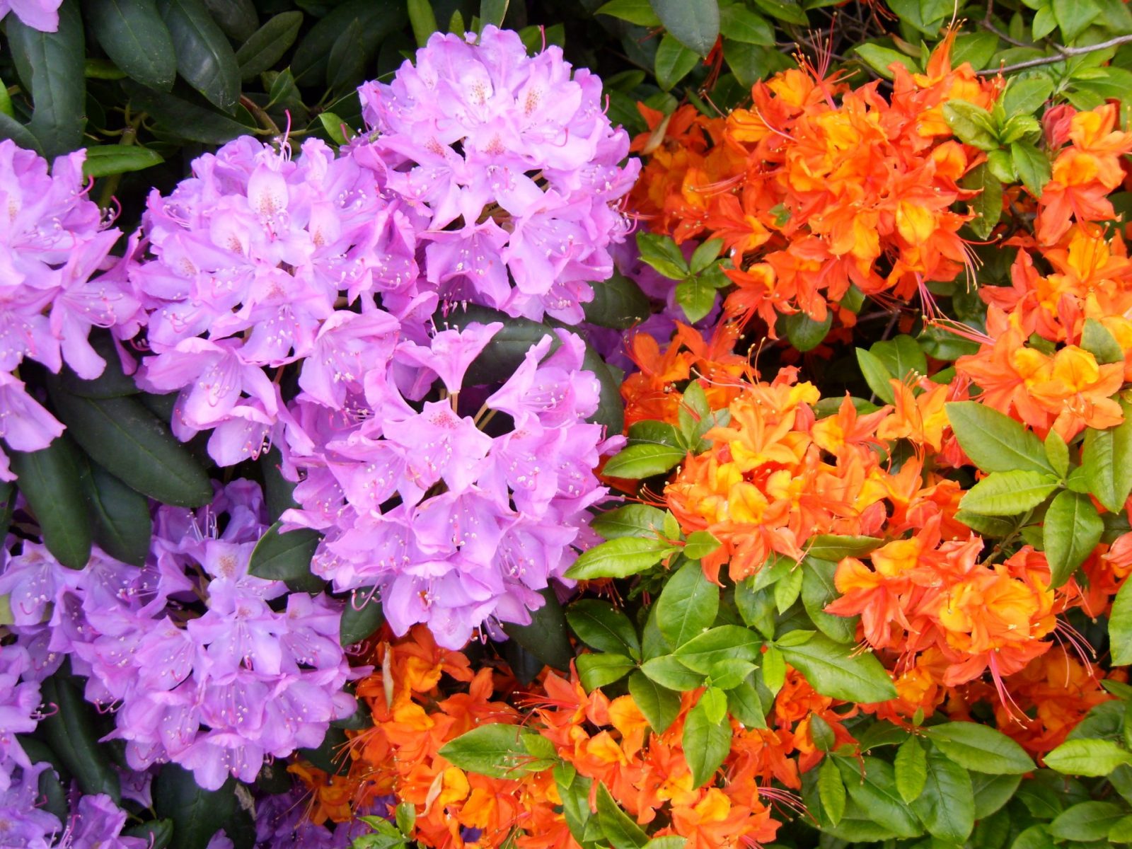 Treffen Hamburg - Planten und Blomen - Garten Mai 2009 037