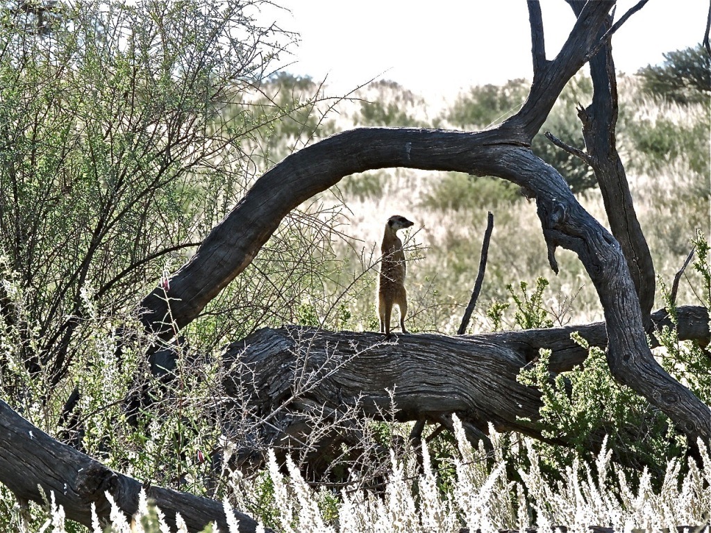 UNADJUSTEDNONRAW_thumb_dfa