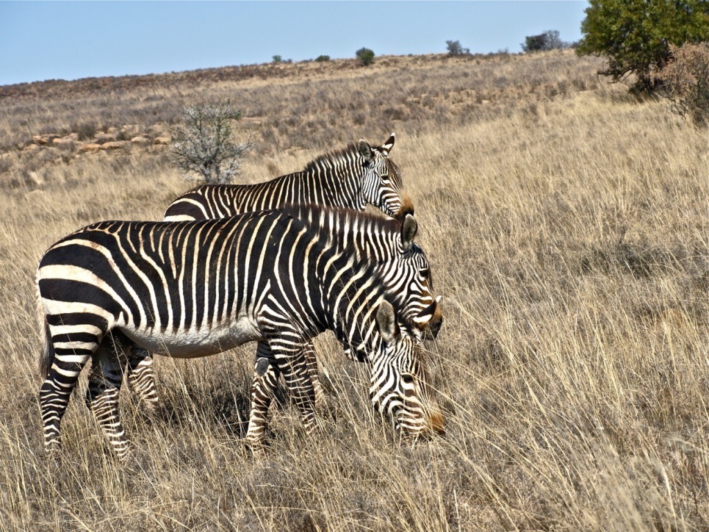 UNADJUSTEDNONRAW_thumb_e4d