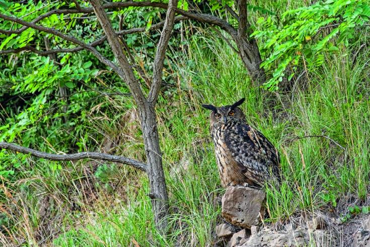 Uhu-Altvogel-46090863