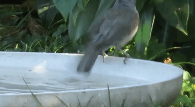 VID-20190107-WA0107(1)