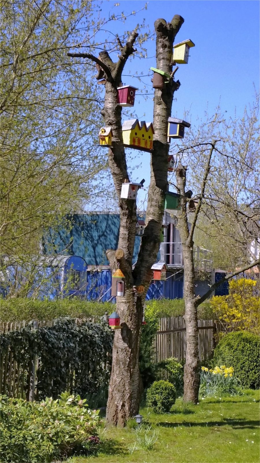 Vogelhausbaum HDR final