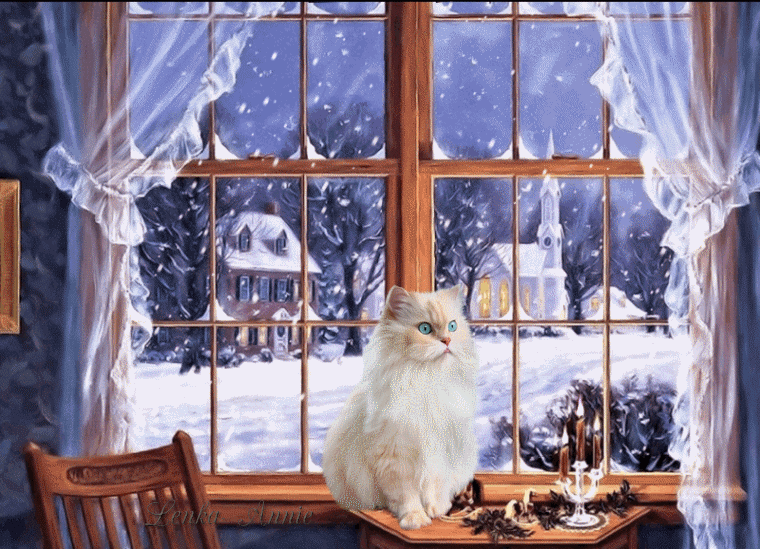 WEISSE KATZE AM FENSTER