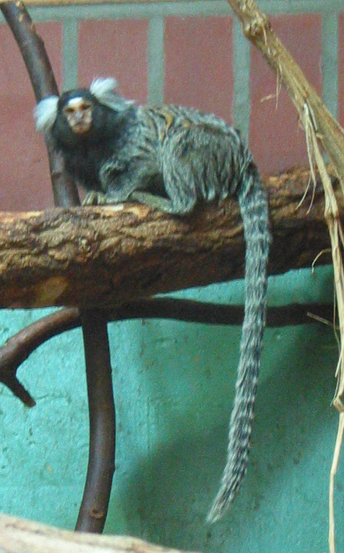 Weißbüscheläffchen 2a