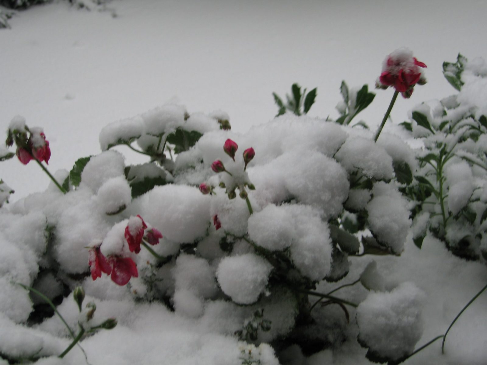 Wintereinbruch 25. November 2005 004