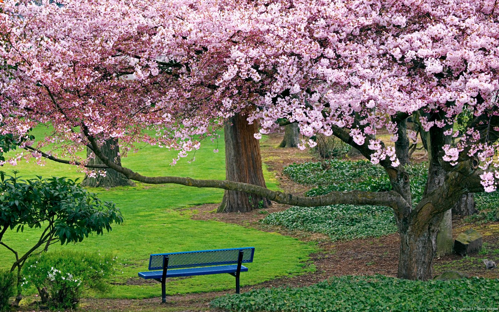 ???? (Park bench with cherry trees)