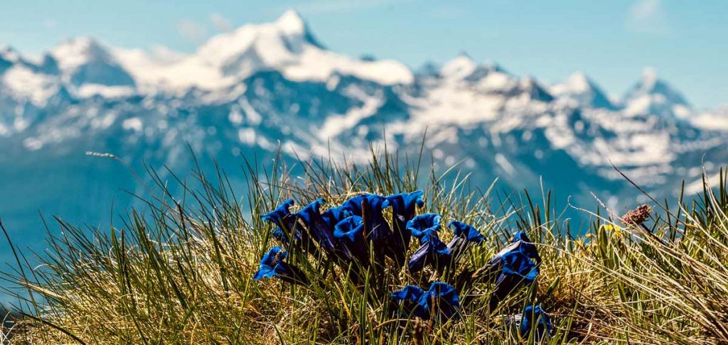 Alpenkäuter Enzian